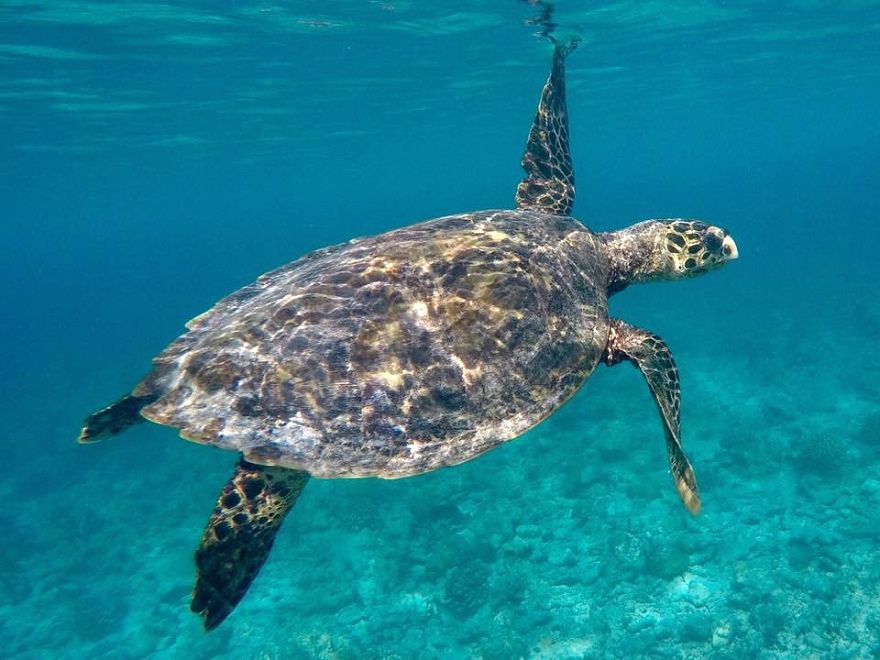 Schwimmende Schildkröte in der Karibik
